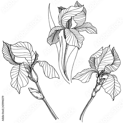Wildflower irises in a vector style isolated. Full name of the plant: iris. Vector flower for background, texture, wrapper pattern, frame or border.