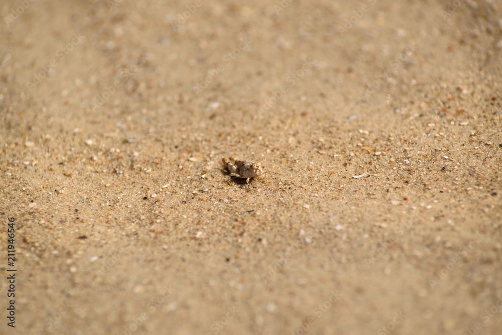sand texture, stone, sea shell sand texture, stone, sea shell