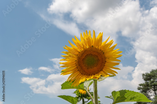 sonnenblume im Sommer