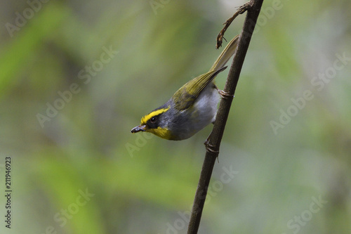 Black-faced warbler bird sitting on branch photo