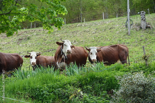 Vaches en alpage