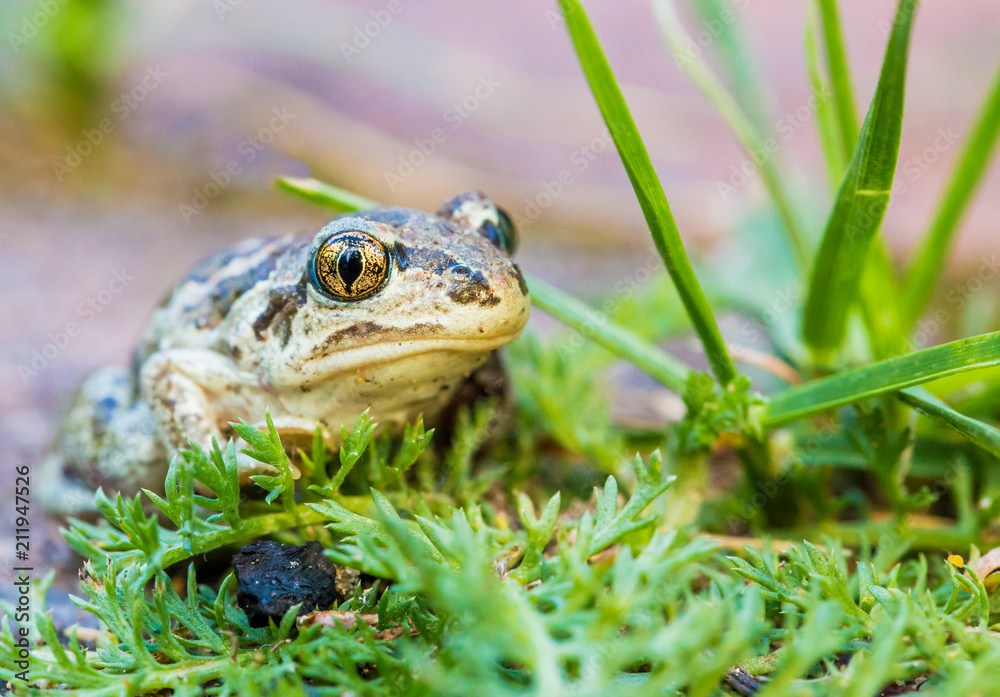 eine junge Knoblauchkröte ( Pelobates fuscus ) eine junge Knoblauchkröte ( Pelobates fuscus )