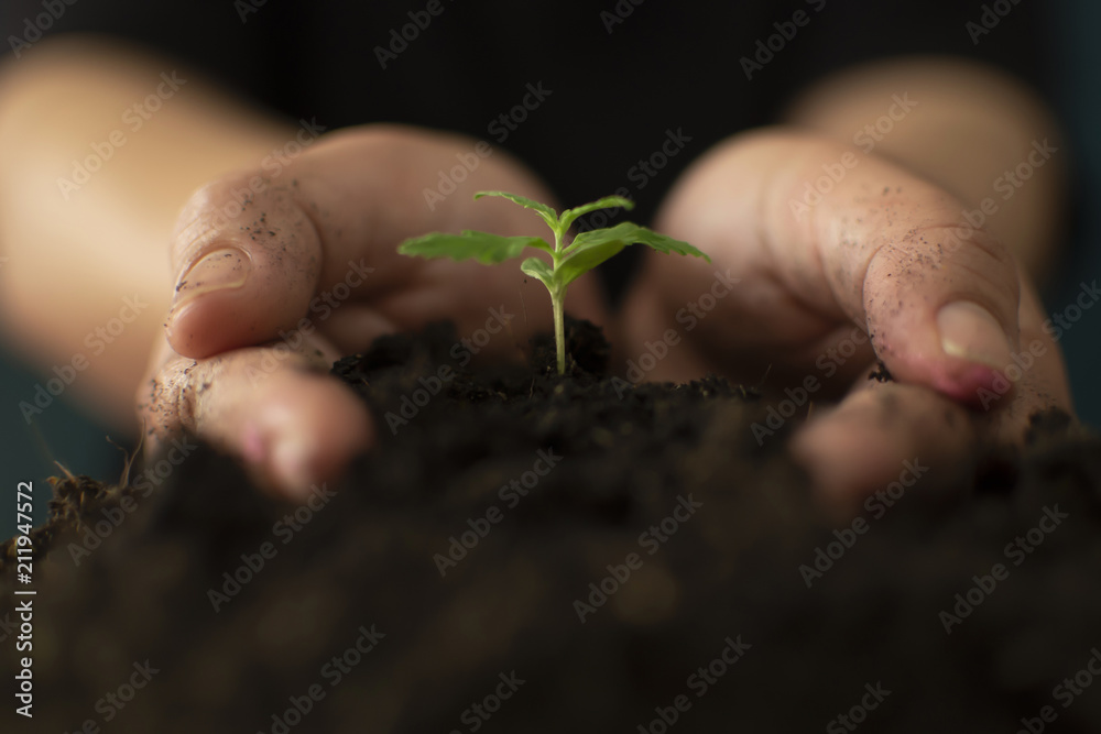 Hand gently holding rich soil for his marijuana plants - obrazy, fototapety, plakaty 