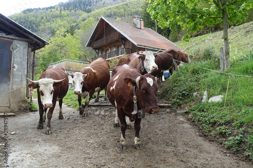 Vaches en alpage