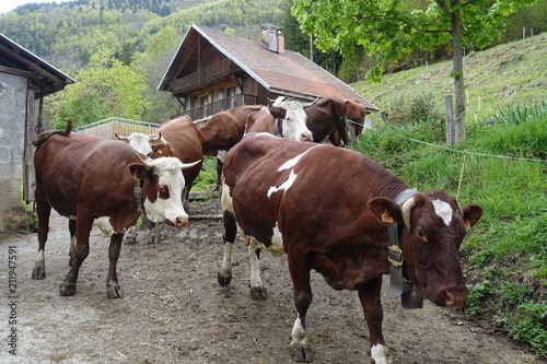 Vaches en alpage
