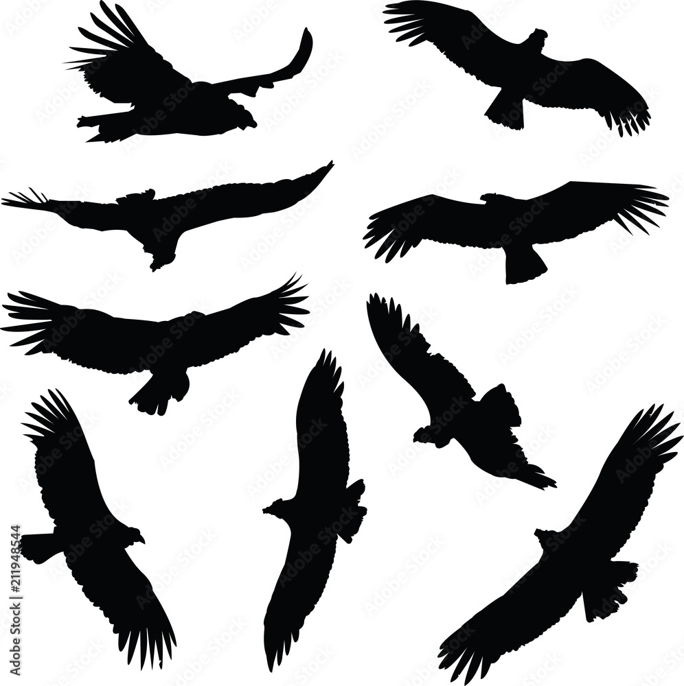 Silhouette illustrations of South American Condors in flight. Silhouette illustrations of South American Condors in flight.