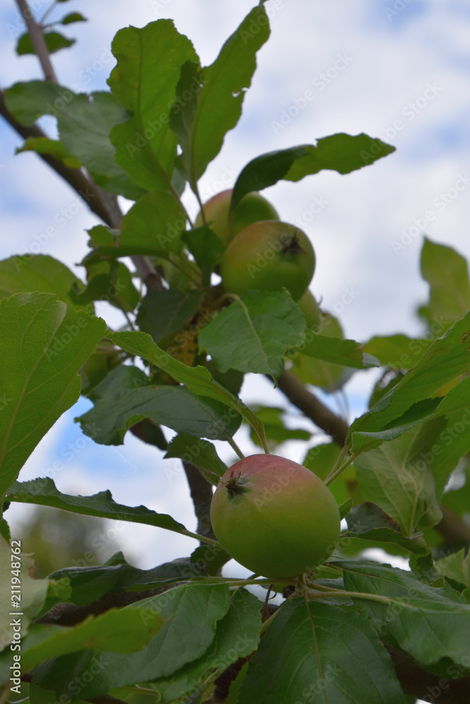 red-green apples on apple tree in springtime, grahams anniversary old apple variety from germany