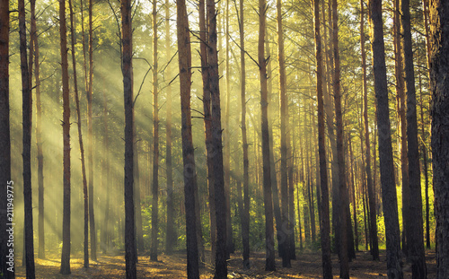 Beautiful morning scene, sun rays break through the branches of trees. © maykal