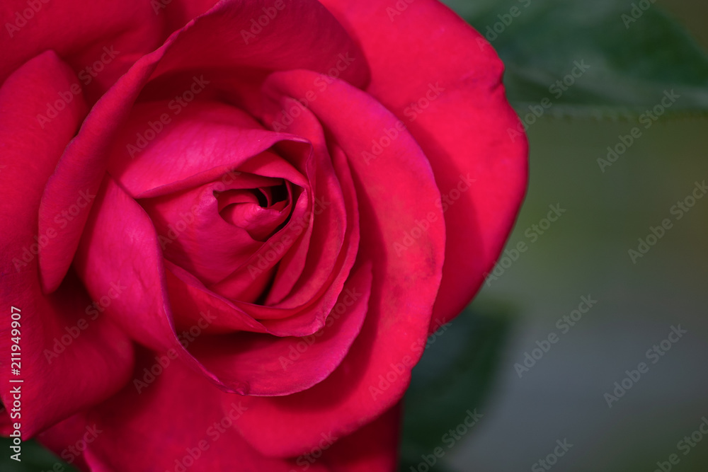 isolated red rose on green background isolated red rose on green background