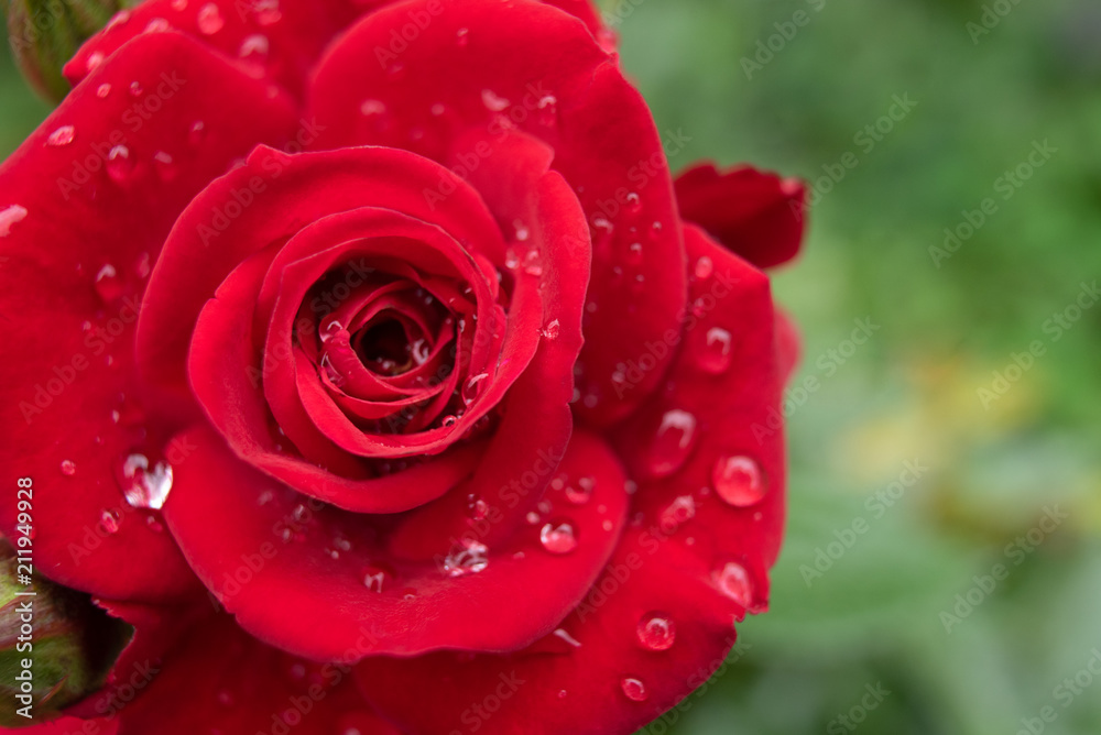 Water drops on red rose after rain Water drops on red rose after rain