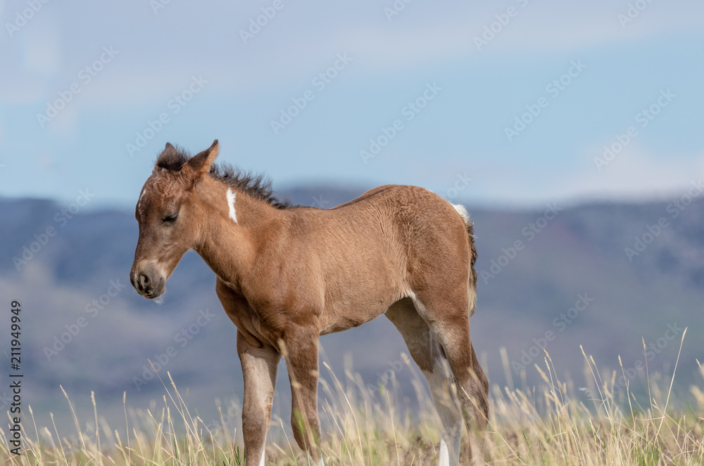 Cute Wild Horse Foal in Summer Cute Wild Horse Foal in Summer