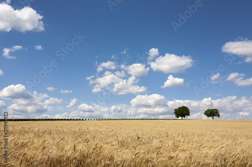 Walnussbaum (juglans regia) und Wolkenhimmel