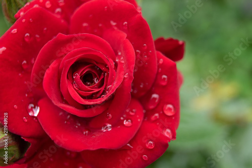Water drops on red rose after rain