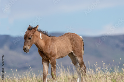 Cute Wild Horse Foal in Summer