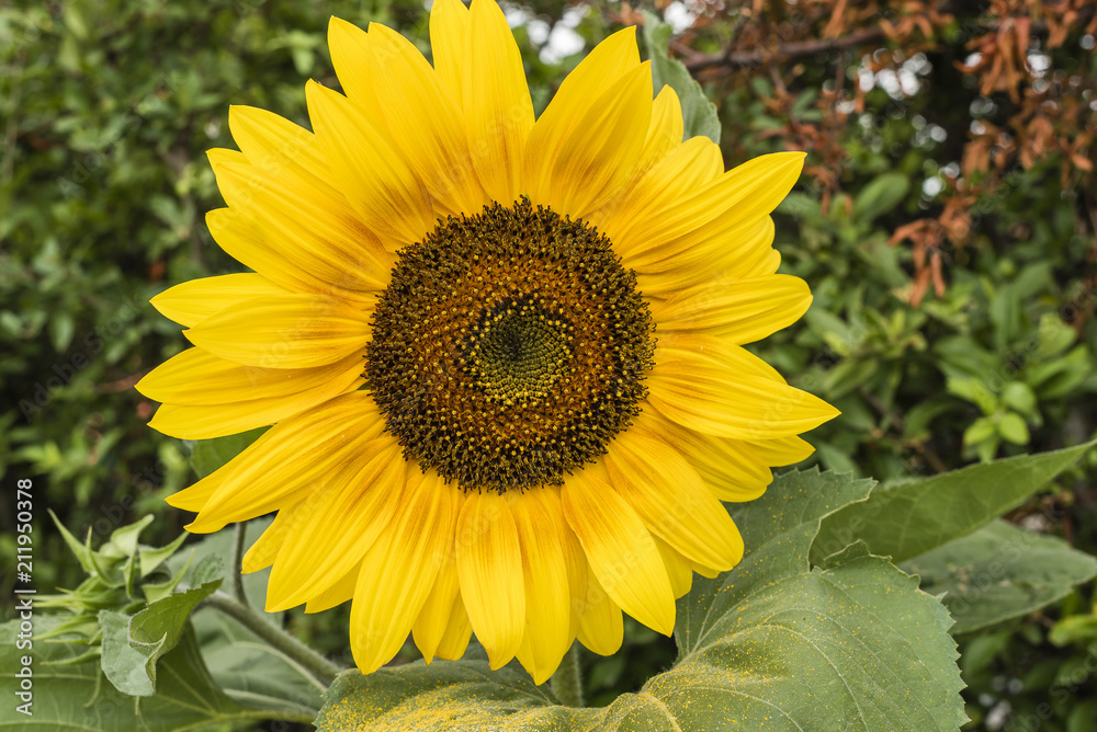 Naklejka premium Große gelbe Sonnenblume, große Sonnenblumenblüte, riesen Blüte einer Sonnenblume