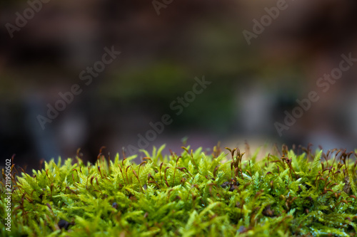 Close up of green moss with sprout seeds and blurry forest background. Green grass. Blurred abstract backdrop.