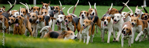 Fotografie, Tablou Large group of fox hounds at country show.