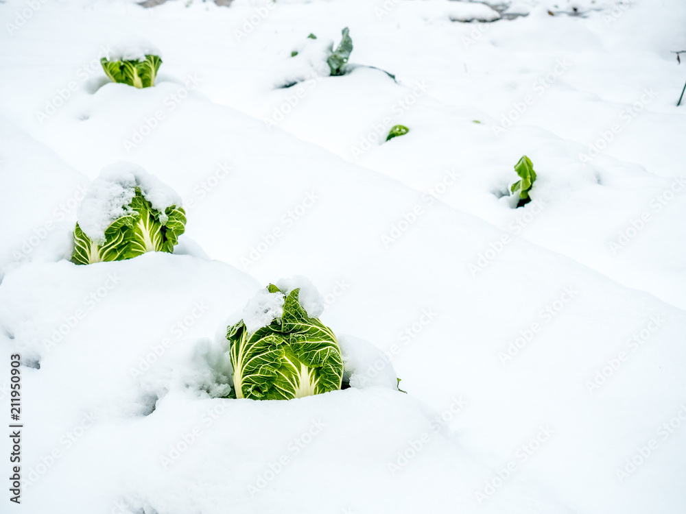 Cabbages grow over thick snow in field, early winter season in Shirakawa village, Gifu, Japan Cabbages grow over thick snow in field, early winter season in Shirakawa village, Gifu, Japan