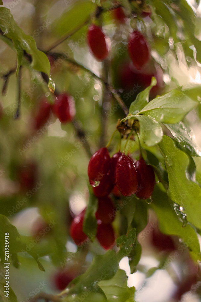 red berrys, кизил