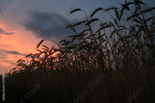 Field with ears of beautiful, mature wheat illuminated by the rays of the evening sun. It is time to clean the rich large grain crop. Heavy wheat ears bent under the weight of good grains.