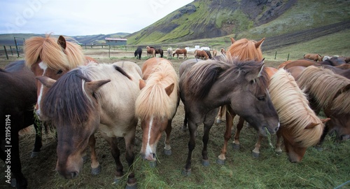 Cavalli autoctoni Islandesi photo