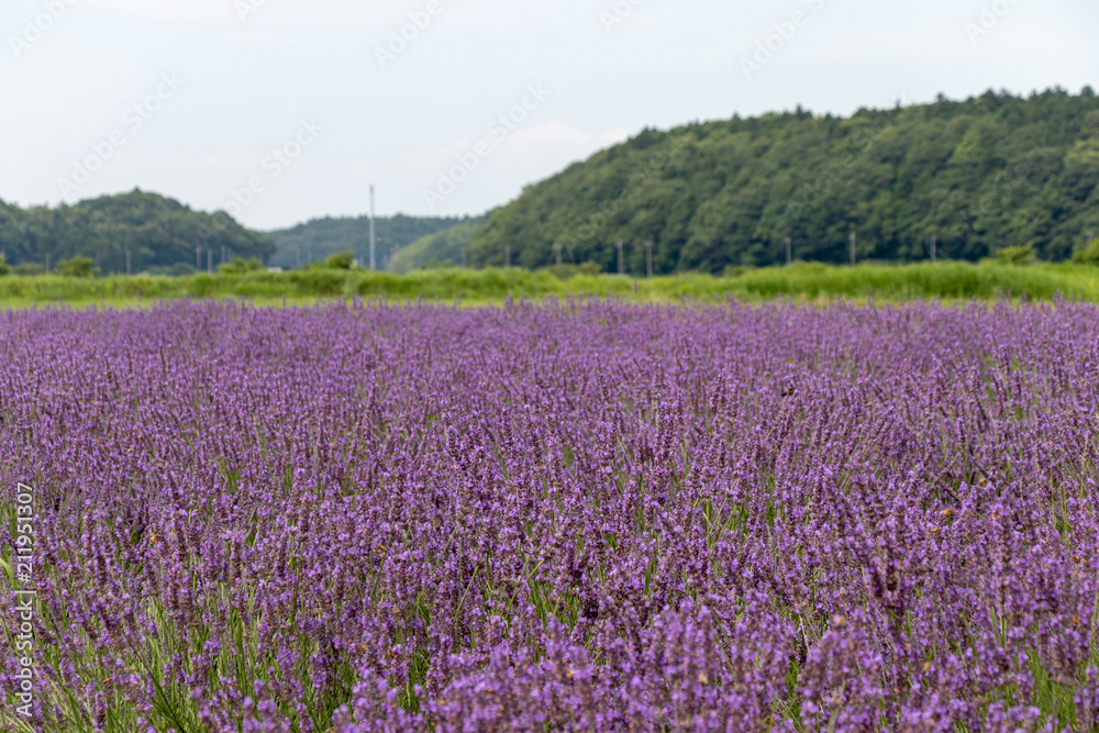 Sakura lavender land in Sakura city, Chiba prefecture, Japan Sakura lavender land in Sakura city, Chiba prefecture, Japan