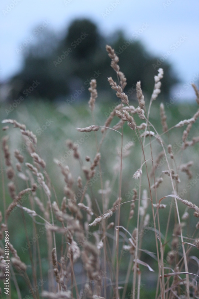 light grass light grass