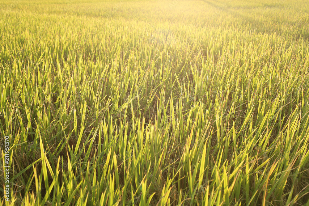 Golden rice field Yellow rice plant. Thai jusmin rice and green field. Golden rice field Yellow rice plant. Thai jusmin rice and green field.