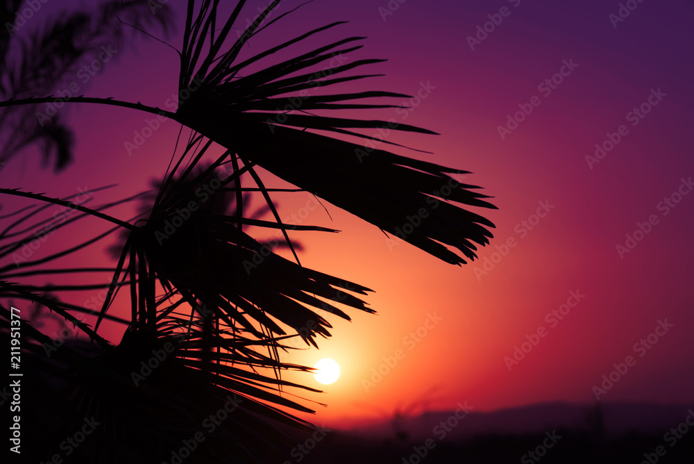 Andalusian sunset with silhouette palm trees