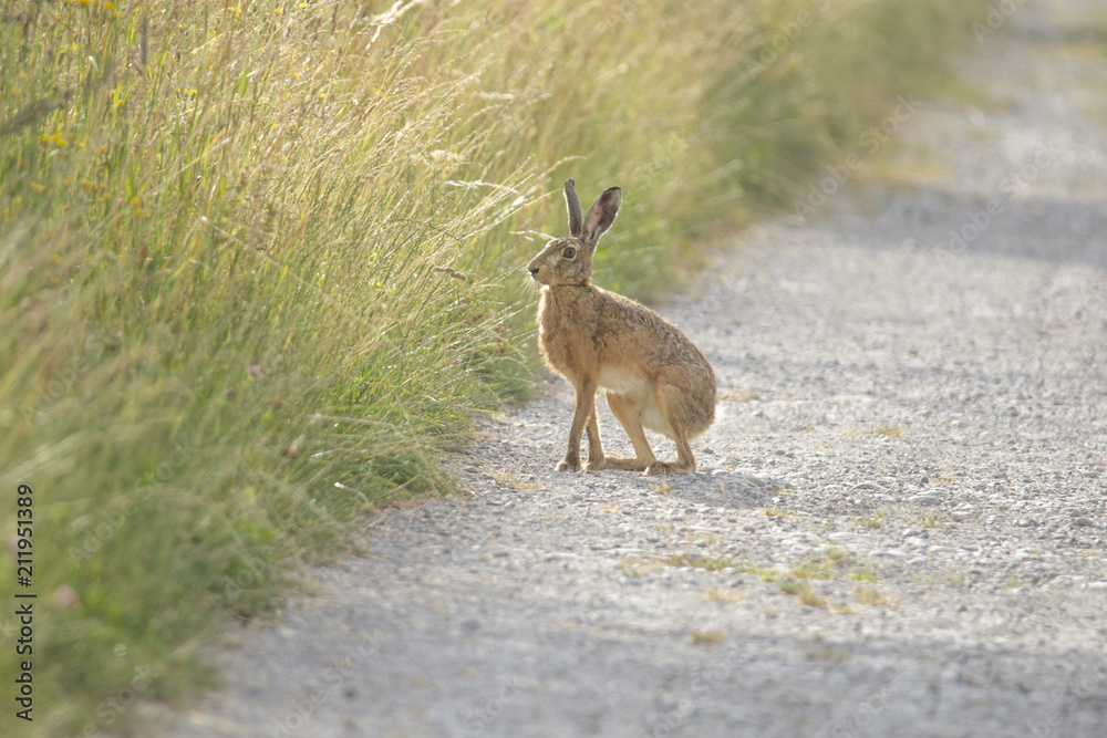 A young hare hops on a gravelly field path between meadows A young hare hops on a gravelly field path between meadows