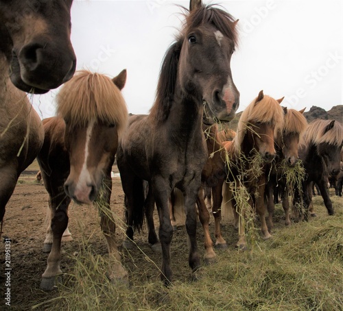 Cavalli autoctoni Islandesi