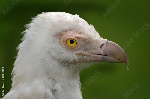 Palm nut Vulture.  Gypohierax  angolensis  The palm-nut vulture or vulturine fish eagle  is a large bird of prey in the family Accipitridae. 
