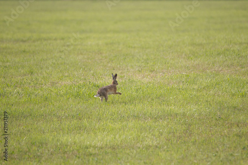 A young hare is hopping over a green mown meadow