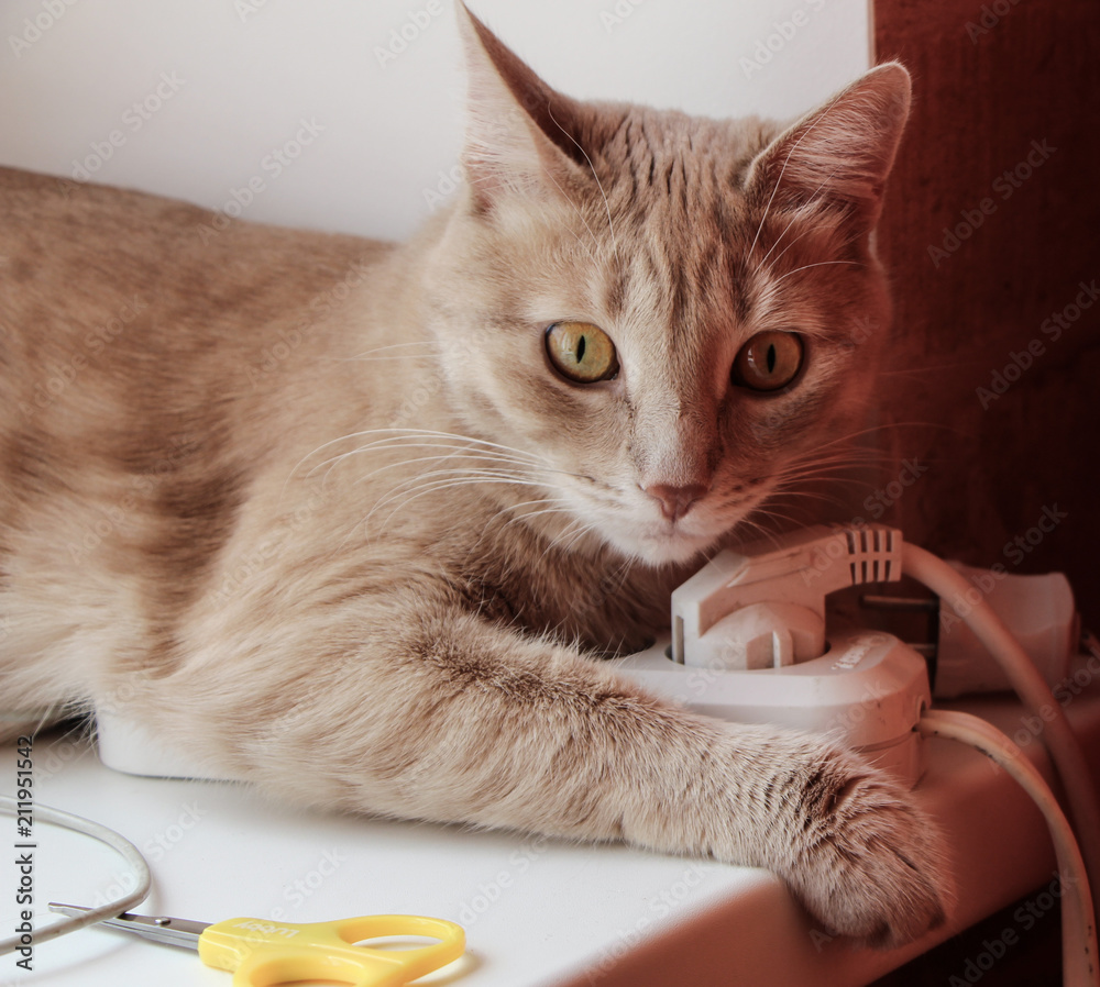 Котик лежит на розетке,