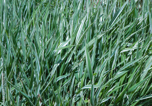 Зелёная трава