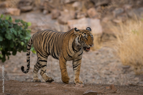 A beautiful subadult female tigress after a fight with a male tiger