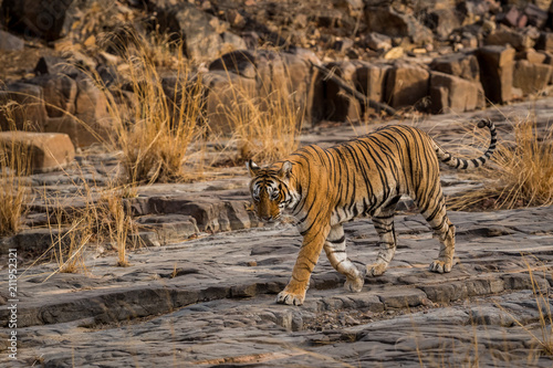 A shy tigress roaming around in her territory at Ranthmbore National Park