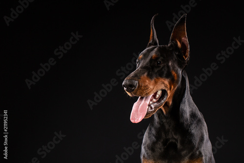 Fotografia Portrait of doberman pinscher on black background
