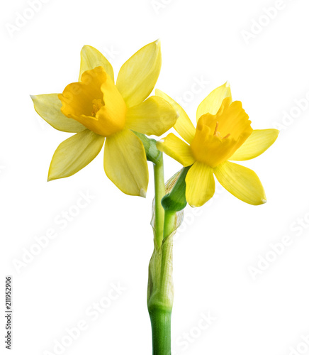 Fotografiet Fresh narcissus isolated on white background. Clipping path