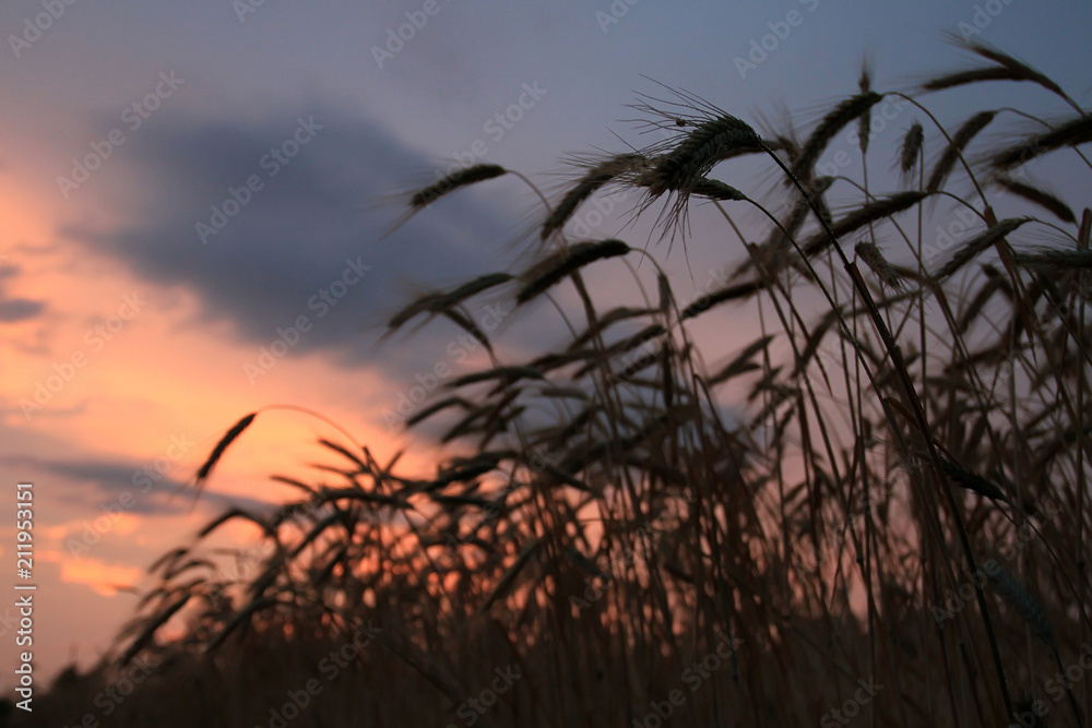 Field with ears of beautiful, mature wheat illuminated by the rays of the evening sun. It is time to clean the rich large grain crop. Heavy wheat ears bent under the weight of good grains. Field with ears of beautiful, mature wheat illuminated by the rays of the evening sun. It is time to clean the rich large grain crop. Heavy wheat ears bent under the weight of good grains.