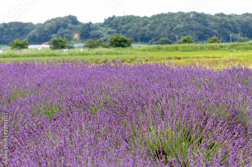 Sakura lavender land in Sakura city  Chiba prefecture  Japan