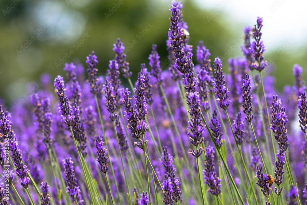 Fototapeta premium lavender / Sakura lavender land in Sakura city, Chiba prefecture