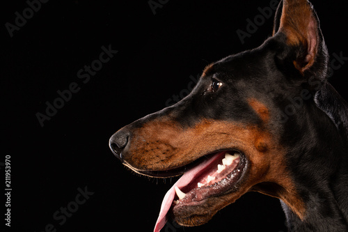 Portrait of doberman pinscher on black background photo