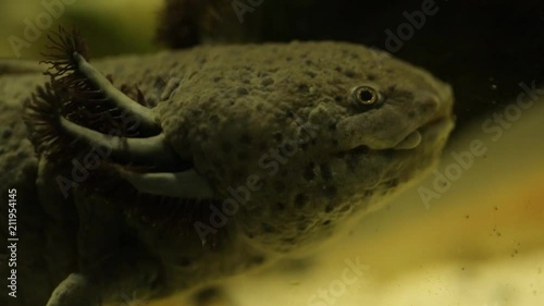 Mexican water dragon lives in an aquarium