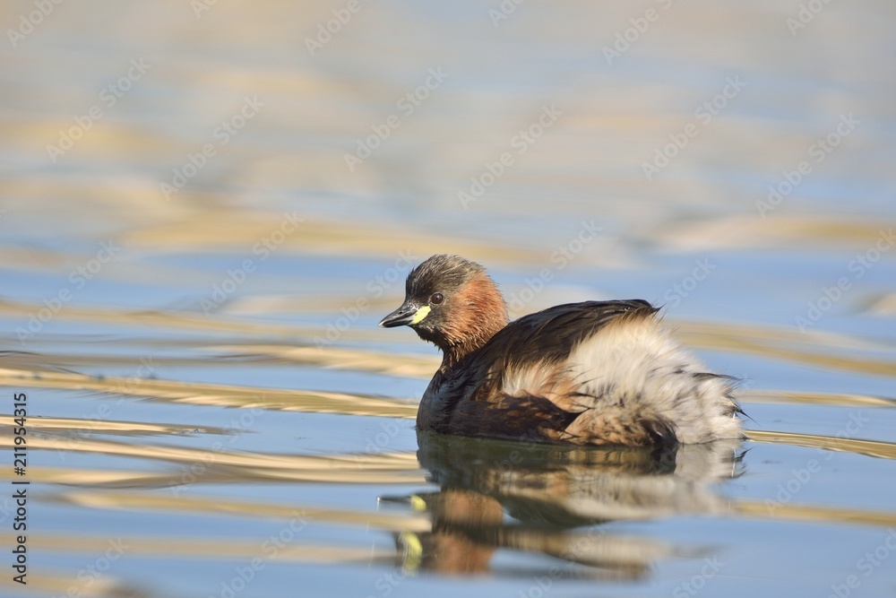 Little Grebe (Tachybaptus ruficollis), Crete Little Grebe (Tachybaptus ruficollis), Crete