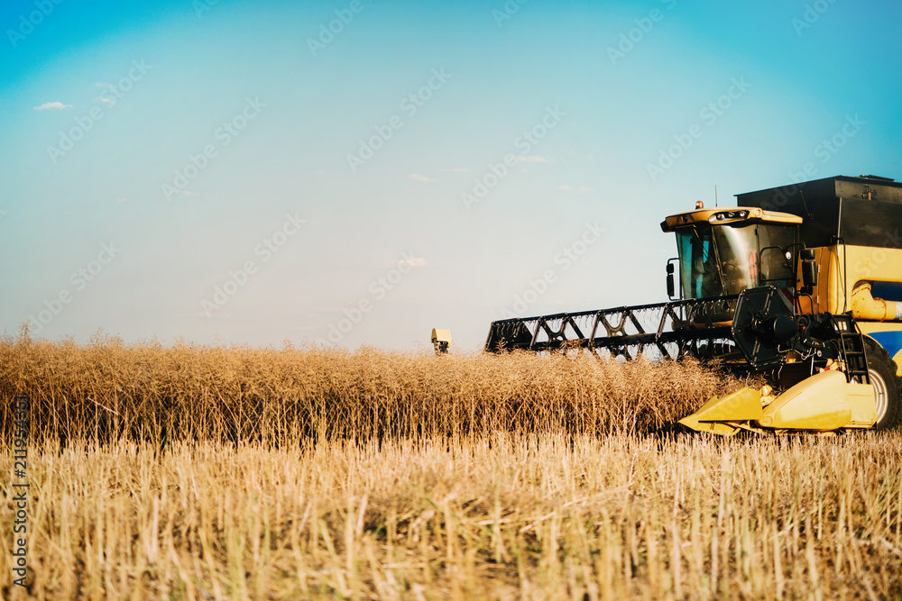 Obraz premium Picture of combine harvester machine harvesting crops