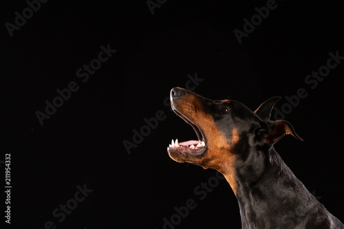 Slika na platnu Portrait of doberman pinscher on black background