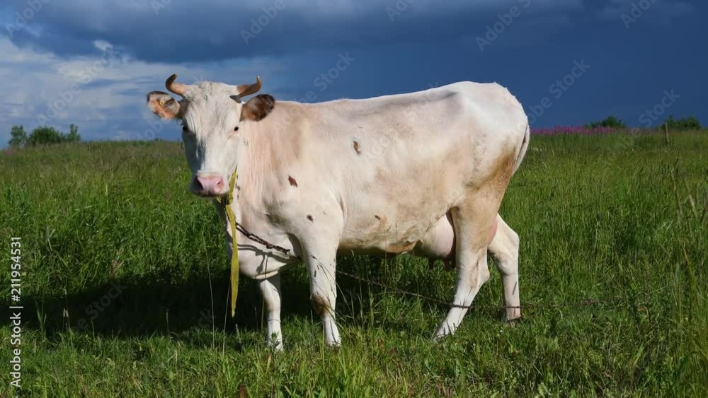 White cow on the green lawn. Milking cows graze in the meadow on a Sunny day. White cow on the green lawn. Milking cows graze in the meadow on a Sunny day.