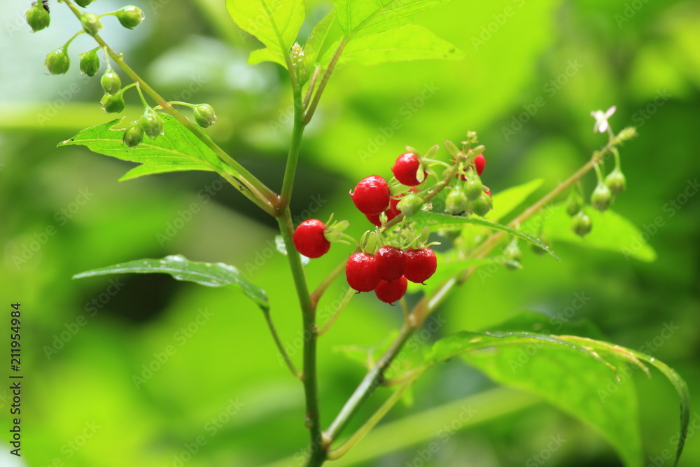 Small red berries on a green branch. Plants of Thailand.