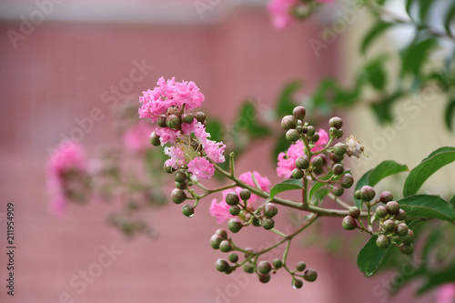 Lagerstroemia flower or  crepe mirtle flower booming on the branch of tree, It is multi stemmed shrub with crepe-like texture petals, pink colors is resistant to frosts.